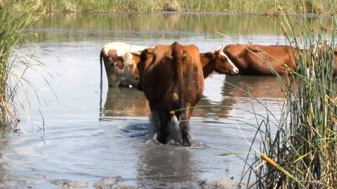 A herd of brown cows with white spots and black fleeing from the summer heat in  Vidéo 113217973
