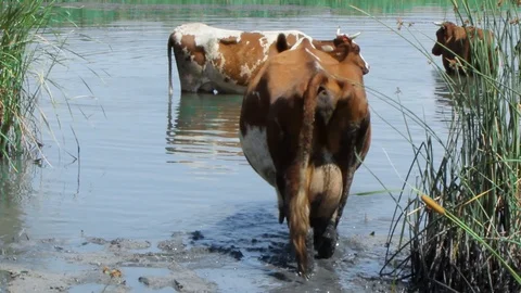 A herd of brown cows with white spots and black fleeing from the summer heat in  Stock Footage 113217991