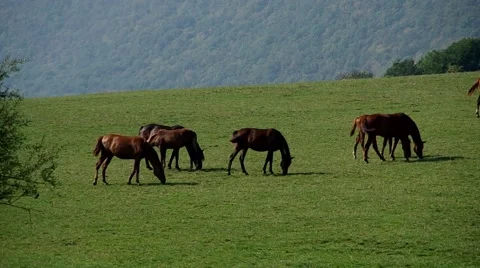 Herd of brown horses Stock Footage 55220562