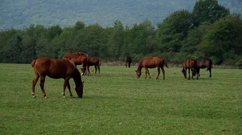 Herd of brown horses Stock Footage 55220646