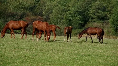 Herd of brown horses Stock Footage 55220732