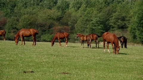 Herd of brown horses Stock Footage 55220748
