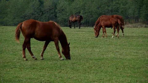 Herd of brown horses Stock Footage 55220749