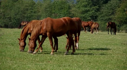 Herd of brown horses Stock Footage 55220777