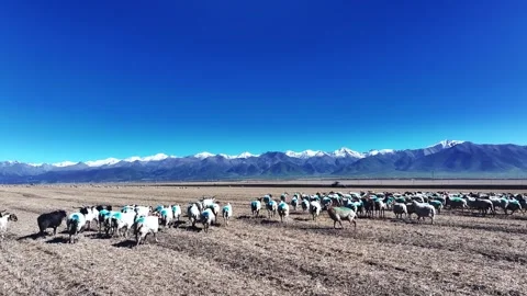 Herd of Brown Sheep in Front of Snowy Volcanic Mountain Stock Footage 324940209