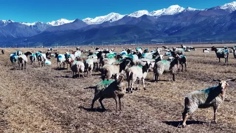 Herd of Brown Sheep in Front of Snowy Volcanic Mountain Stock Footage 324940274