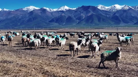Herd of Brown Sheep in Front of Snowy Volcanic Mountain Stock-Footage 324940312