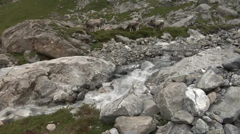 Herd of Brown Swiss cows grazing on an Alpine meadow near a cascading stream. Stock Footage 32197157
