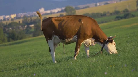 Herd of brown white cows feed on grass in sunshine on the green summer pasture 库存影片 126079053