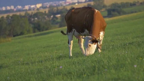 Herd of brown white cows feed on grass in sunshine on the green summer pasture Stock Footage 126079092