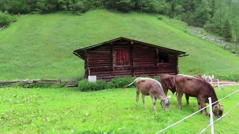 Herd of brown white cows on a meadow. farmland in Tirol Austria. 스톡 동영상 113202844