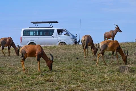 Herd of Bubal antelopes graze while a safari car drives past them Foto stock