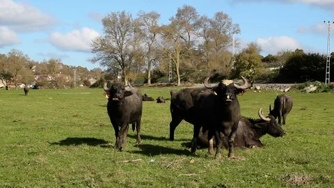 Herd of Bubalus bubalis (Water buffalo) grazing Stock Footage 98273938