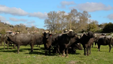 Herd of Bubalus bubalis (Water buffalo) grazing Stock Footage 98273971