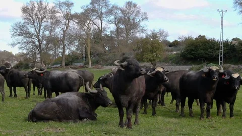 Herd of Bubalus bubalis (Water buffalo) grazing Vídeos de archivo 98273980