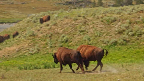 A herd of buffalo bison running wild in Yellowstone national park Wyoming USA 4K Stock Footage 329139132