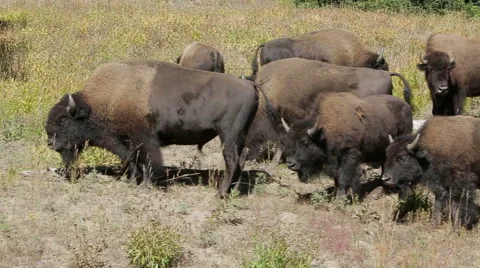 Herd of buffalo bison in Yellowstone 스톡 동영상 43904803
