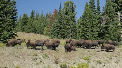 Herd of buffalo bison in Yellowstone Видео 43904976