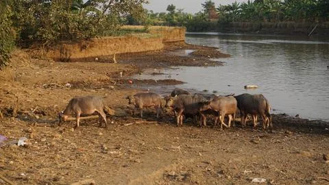 A herd of buffalo is crossing the river. Foto stock