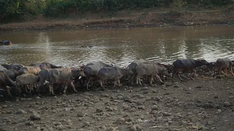 A herd of buffalo is crossing the river. Stock Photos