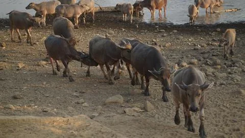 A herd of buffalo is crossing the river. Foto stock