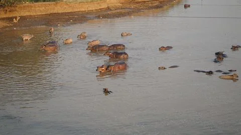 A herd of buffalo is crossing the river. Stock Photos