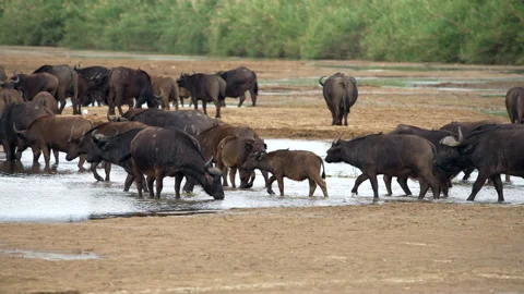 A herd of buffalo drinking at a river Stock Footage 249372688