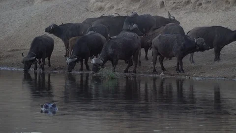 Herd of buffalo drinking at waterhole Stock Footage 119028995