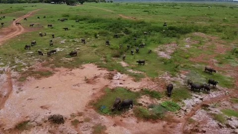 Herd of buffalo eating grass Stock Footage 140378521
