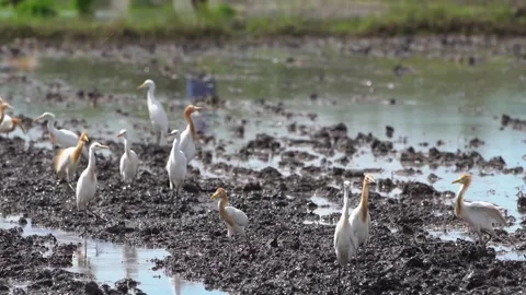 A herd of buffalo egrets or Bubulcus ibis Stock Footage 258767647