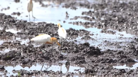 A herd of buffalo egrets or Bubulcus ibis Stock Footage 258767648