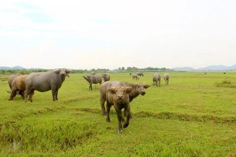 Herd of buffalo on the field Stock Photos
