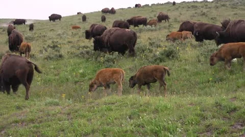 Herd of Buffalo Stock Footage 22113660