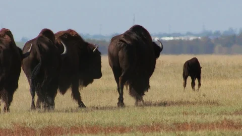 A herd of buffalo 库存影片 94774499