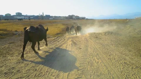 A herd of buffalo grazing in the field 動画素材 292019824