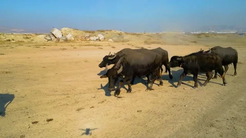 A herd of buffalo grazing in the field 動画素材 292020257