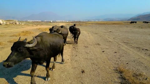 A herd of buffalo grazing in the field 動画素材 292020750