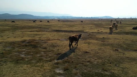 A herd of buffalo grazing in the field 動画素材 292021321