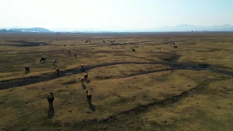 A herd of buffalo grazing in the field 動画素材 292021471