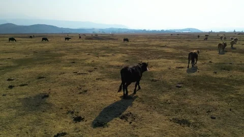 A herd of buffalo grazing in the field 動画素材 292021579