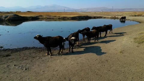 A herd of buffalo grazing in the field 動画素材 292021988
