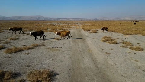 A herd of buffalo grazing in the field 動画素材 292022522