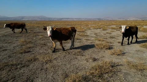 A herd of buffalo grazing in the field 動画素材 292022807