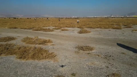 A herd of buffalo grazing in the field 動画素材 292022854