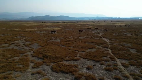 A herd of buffalo grazing in the field 動画素材 292023275