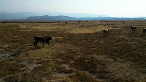 A herd of buffalo grazing in the field 動画素材 292023365