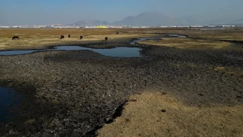 A herd of buffalo grazing in the field 動画素材 292023637