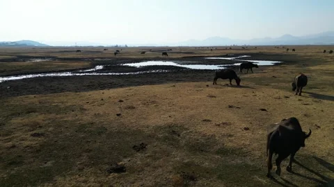A herd of buffalo grazing in the field 動画素材 292024105