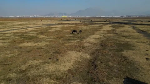 A herd of buffalo grazing in the field 動画素材 292024413