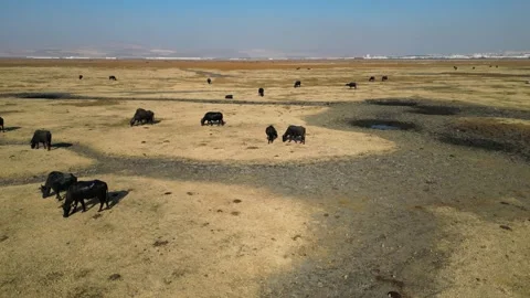 A herd of buffalo grazing in the field 動画素材 292024503